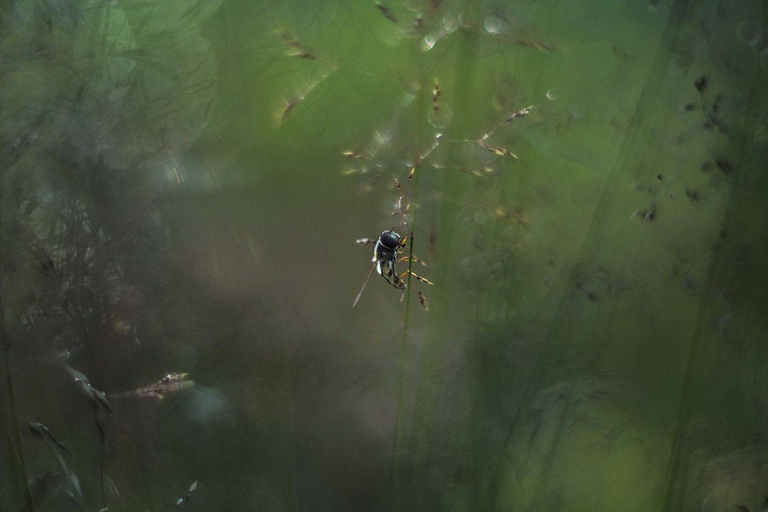 , Евгения Муравская