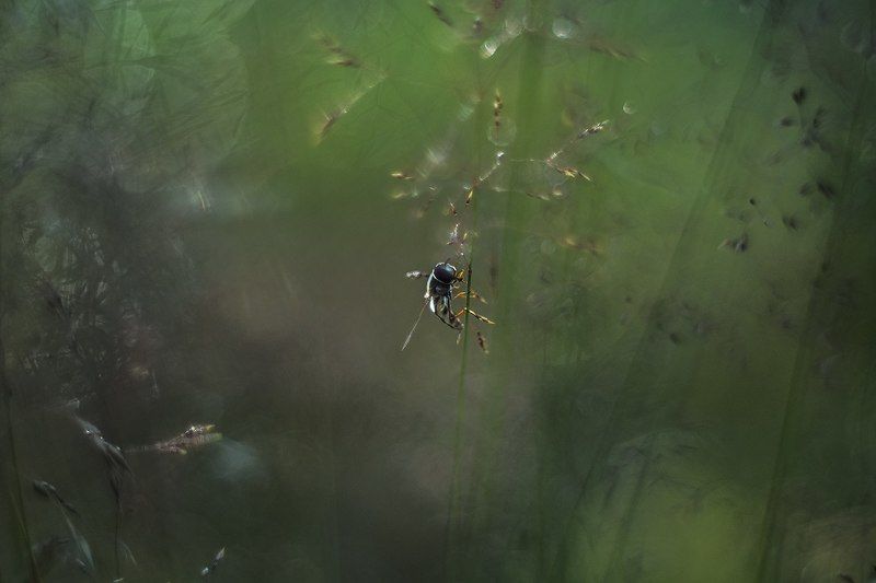 мушкины сны фото превью