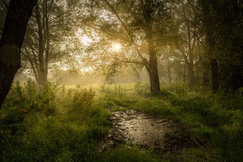Солнечный ливень
