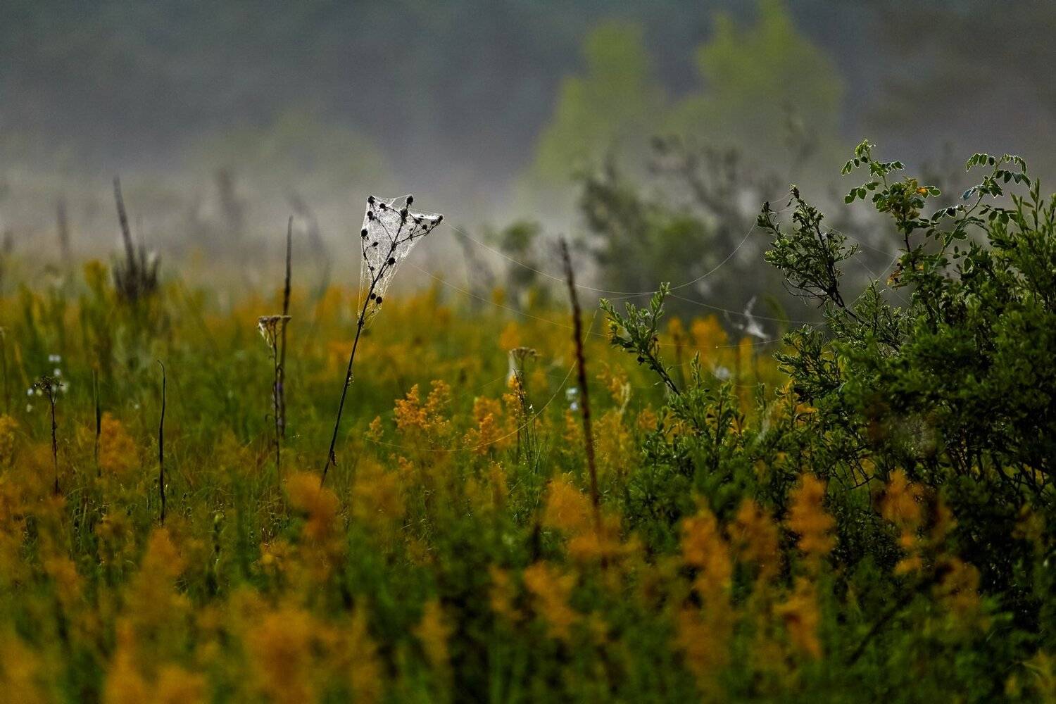 , Качурин Алексей