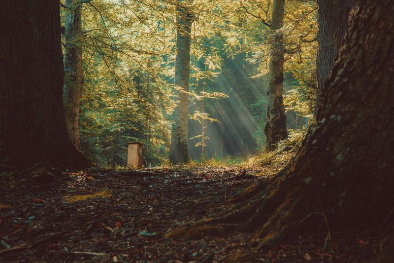 sony a6000  ... фото превью