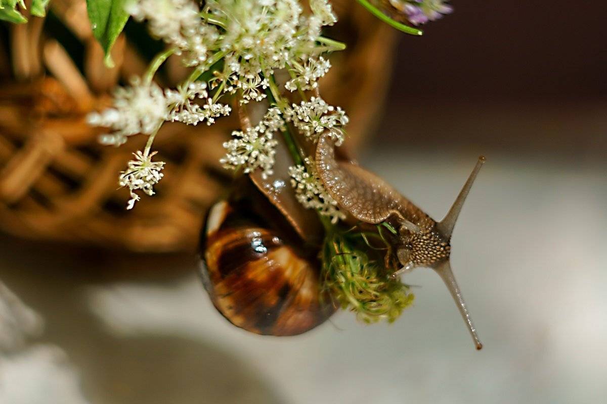 макро,улитка,гелиос,, Марина Соколова