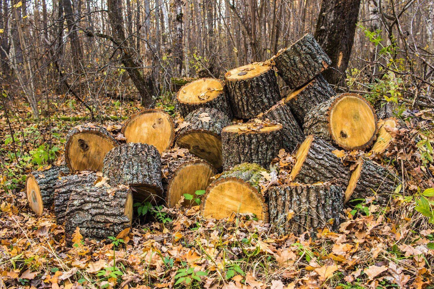 , Руслан Востриков