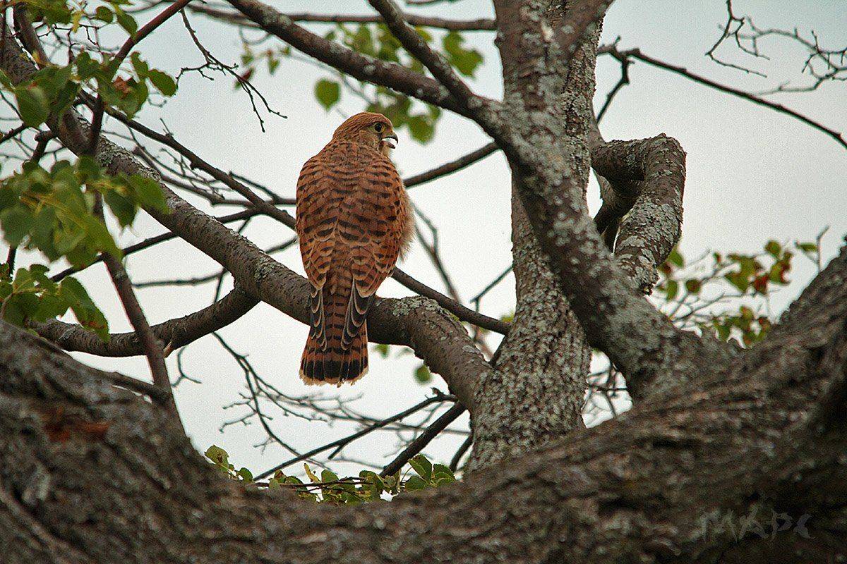 животные птицы лето пустельга, Шангареев Марс