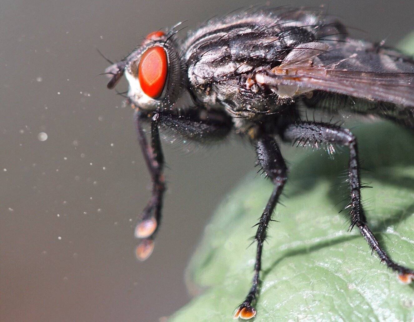Morning, macro, муха, macrophoto, nature, insect, природа, насекомые, fly, Людмила Гудина