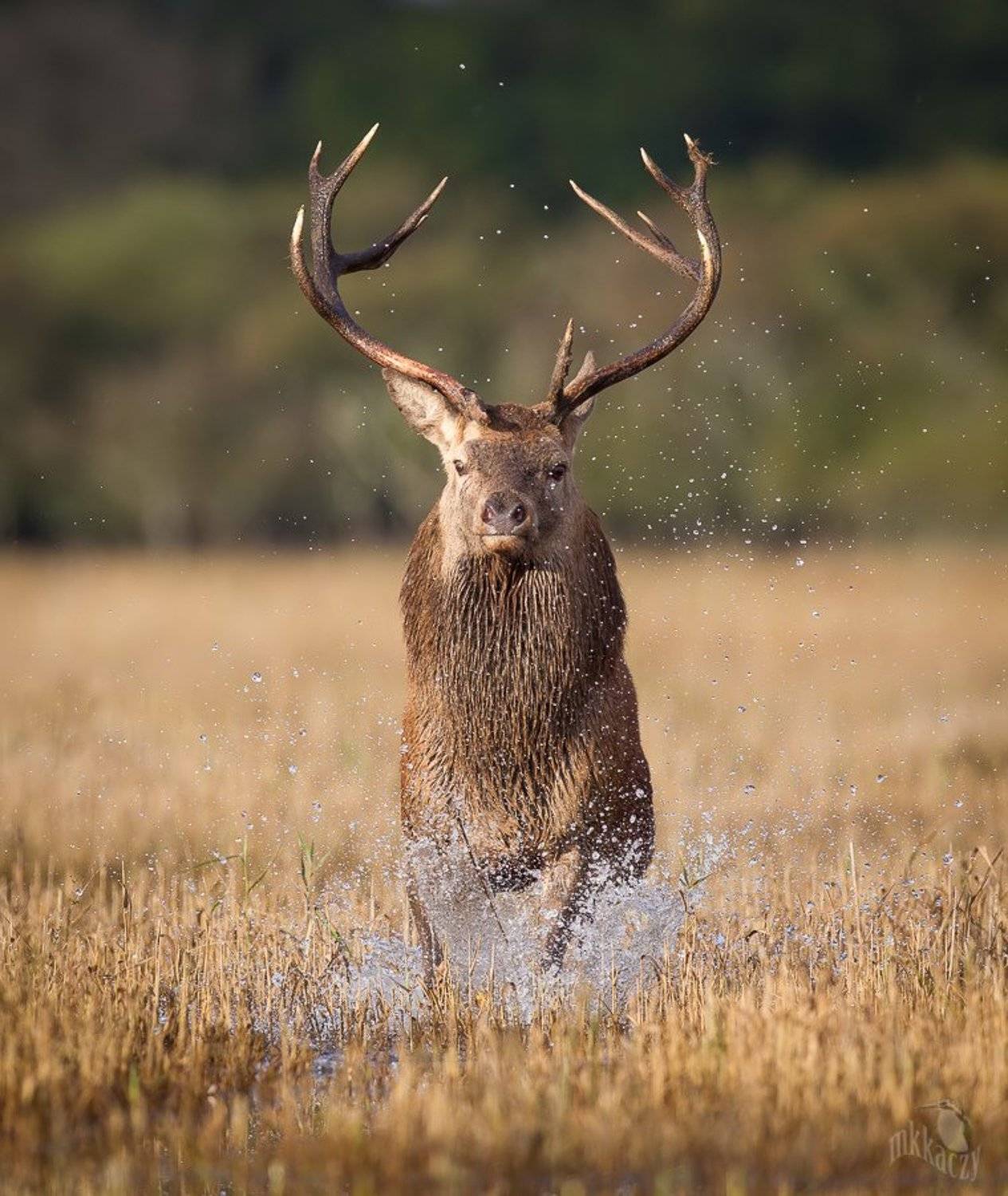 deer, Marcin Kaczmarkiewicz