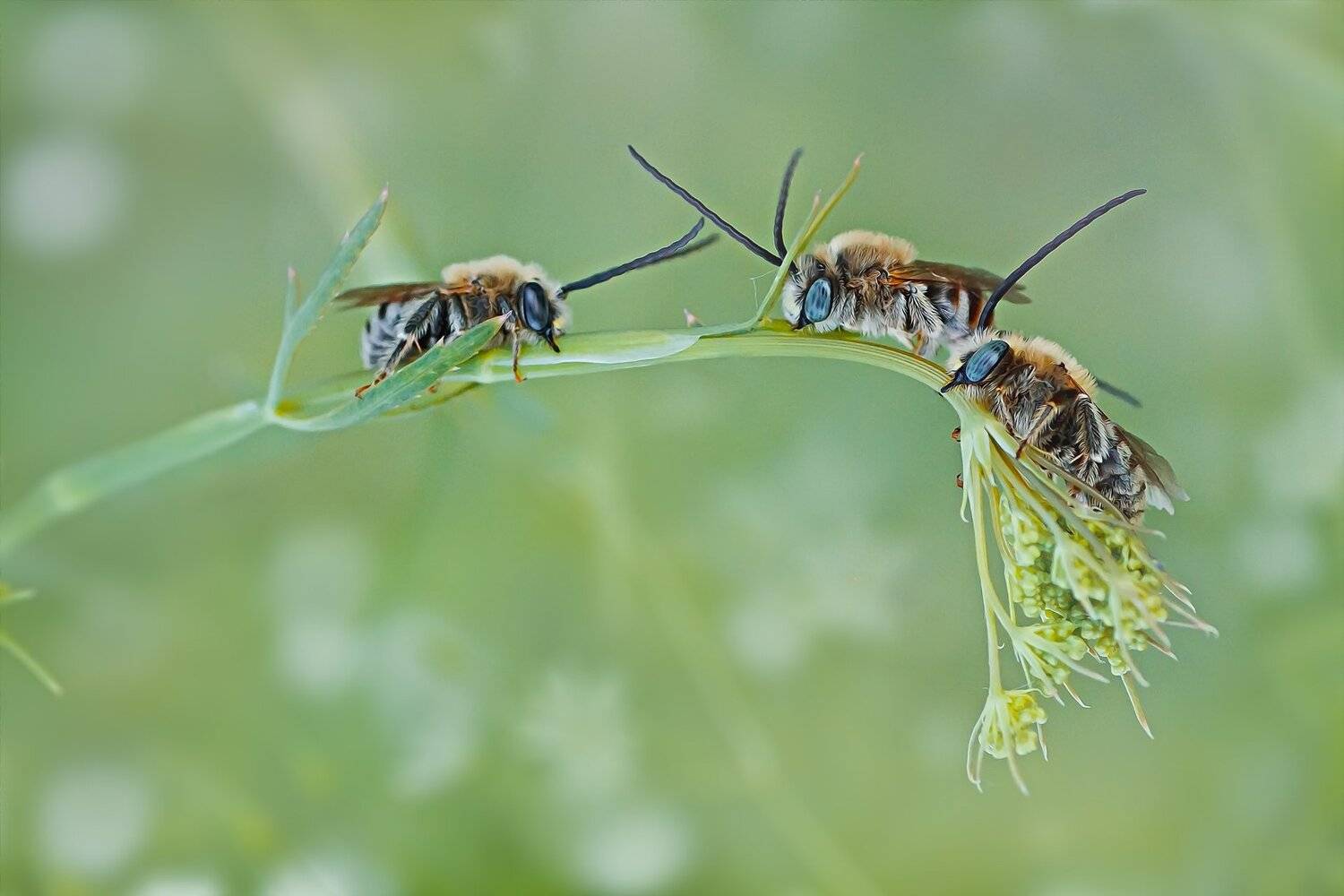 пчела,трава,свет,блики,крылья,жук, Юрий Котов