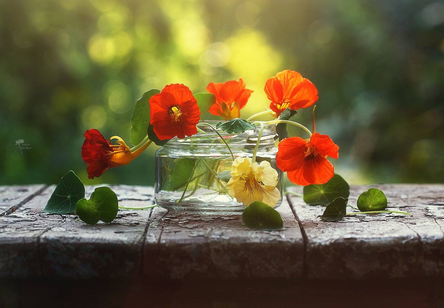 , Инна Сухова