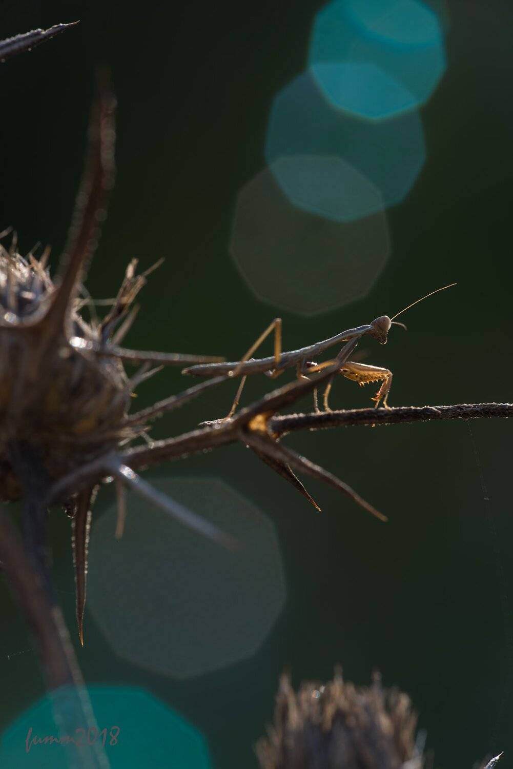 , Игорь ФУММ