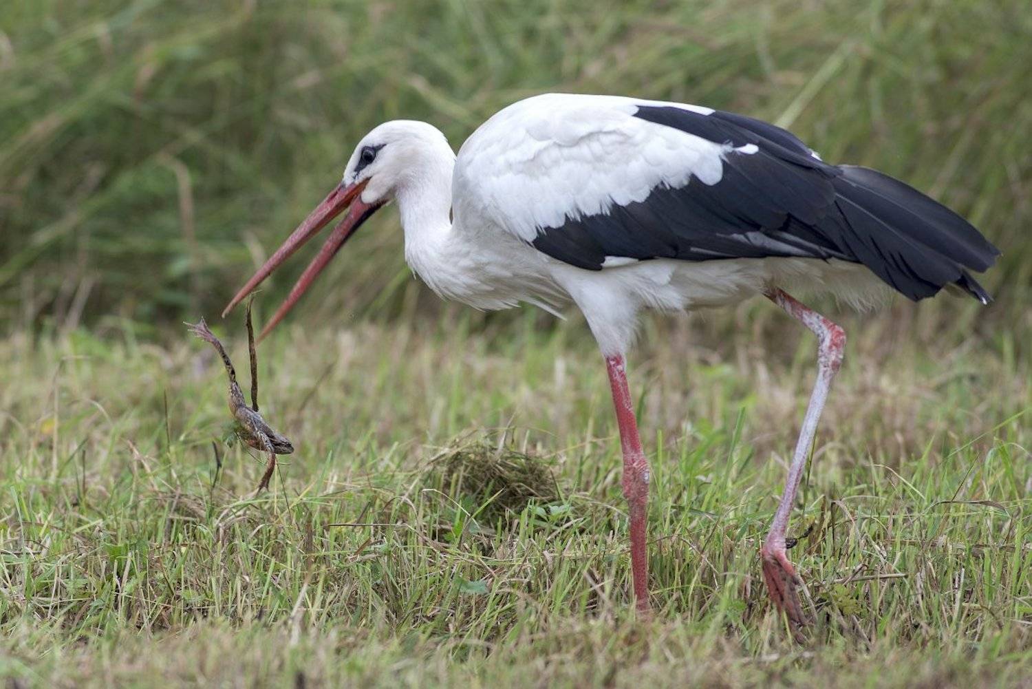 , Руслан Соколов