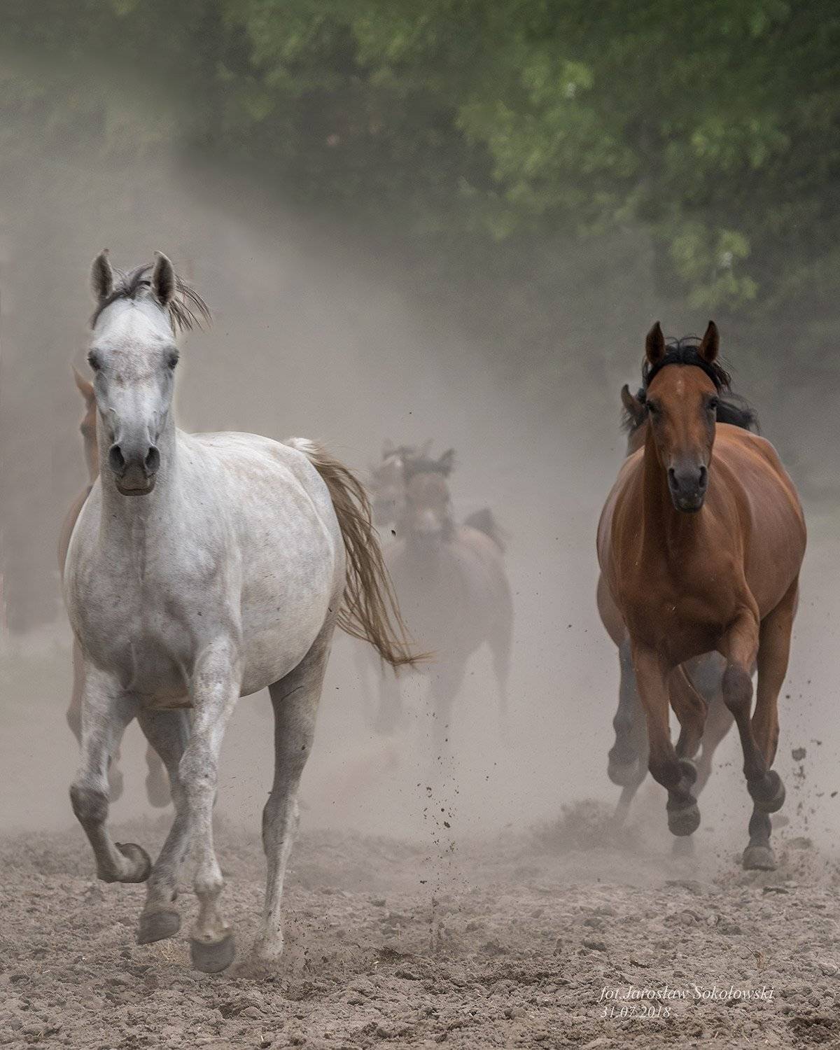 , Jarosław Sokołowski