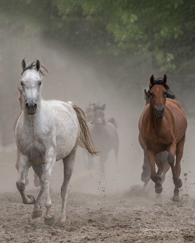 i tylko wiatr фото превью