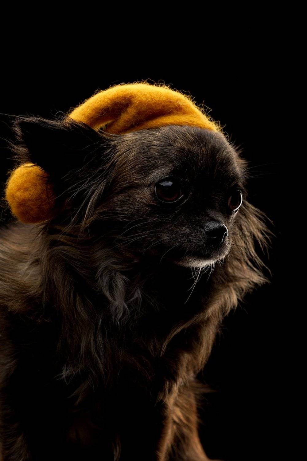 sony, godox, dog, photographer., Сергей Гайденков