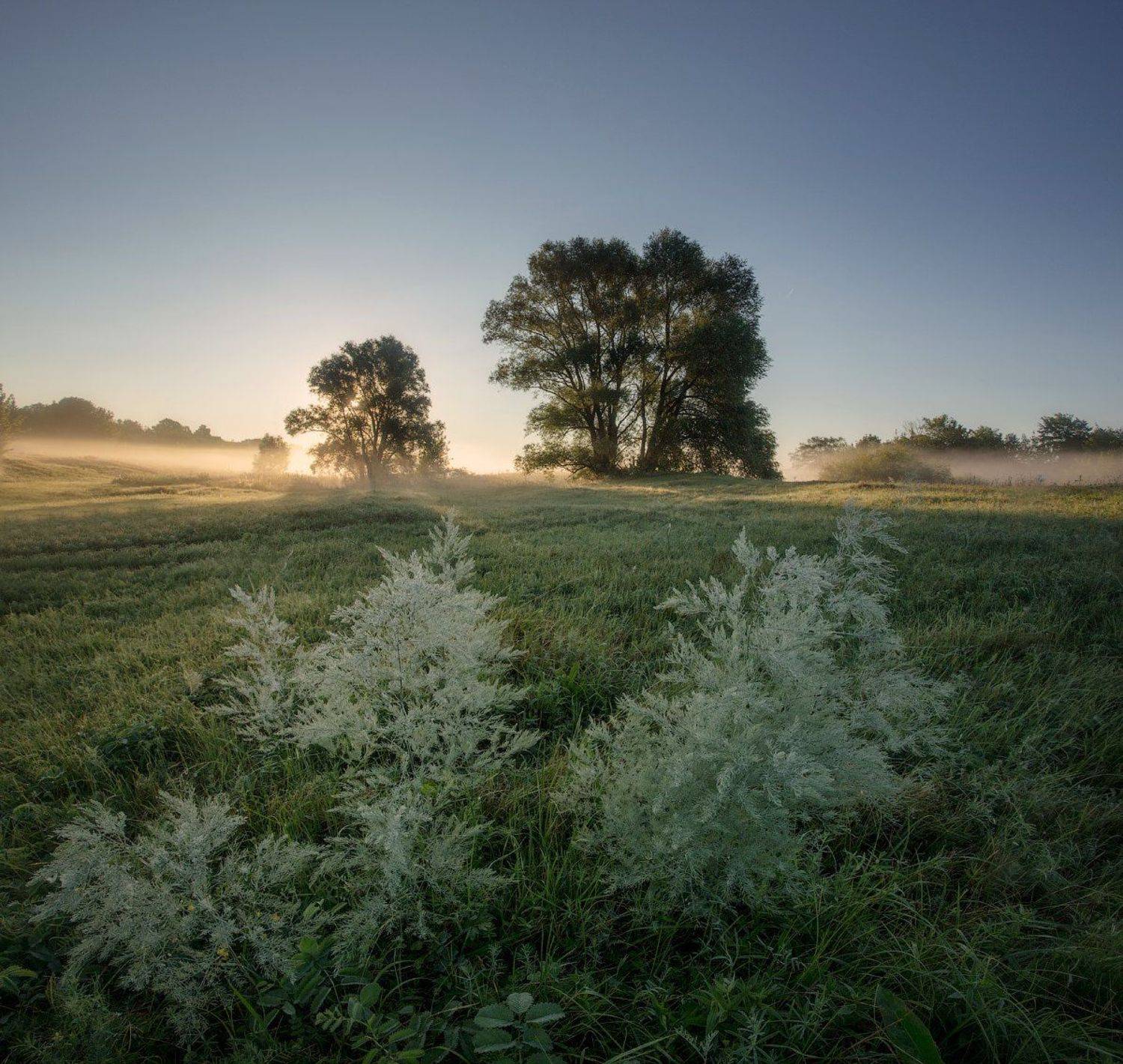 природа утро лето, Михаил Корнилов
