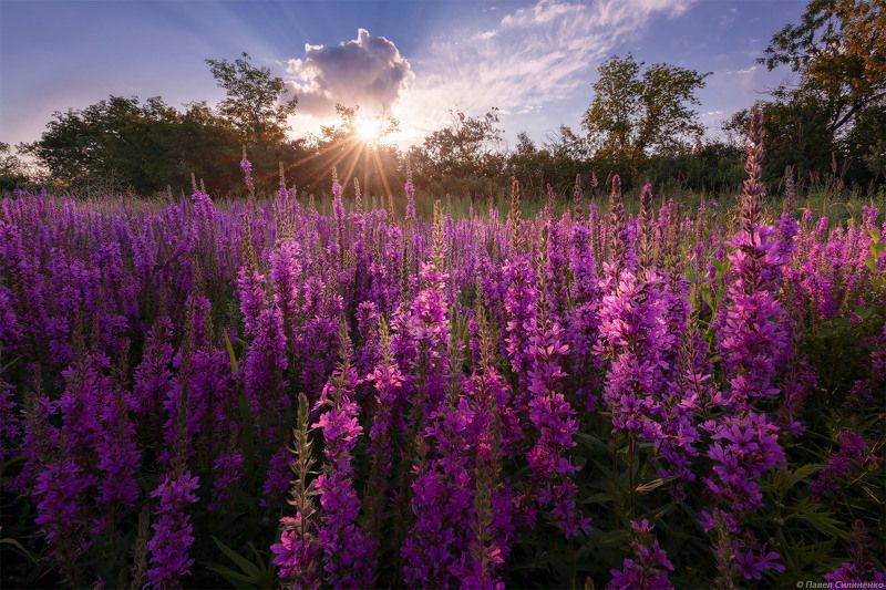 пейзаж, цветы, закат, солнце, цвет, лучи, луг, лето Дербенник фото превью