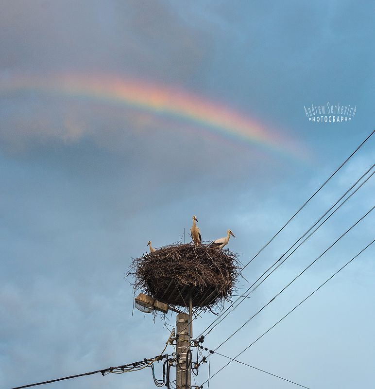 дикий, аист, птенцы, закат, вечер, радуга ~ Rainbow Storks ~ фото превью