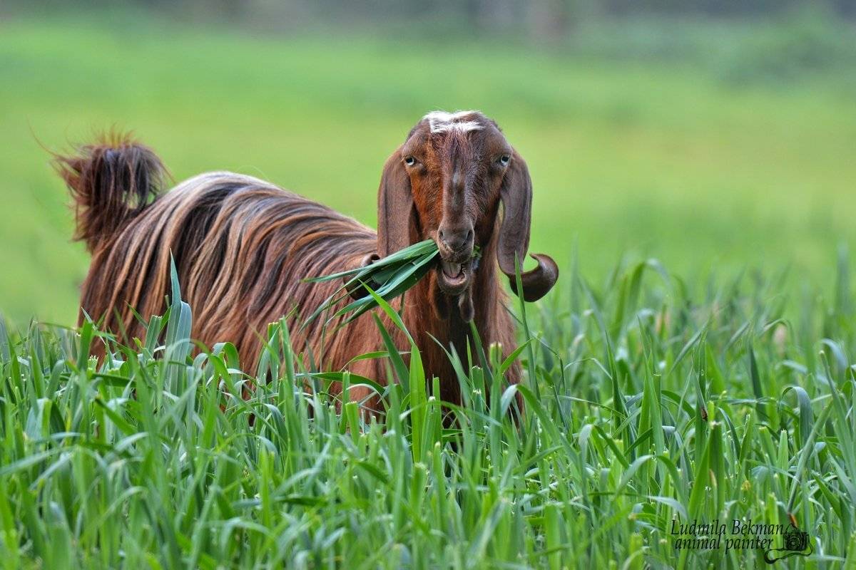 козочка, Людмила Бекман