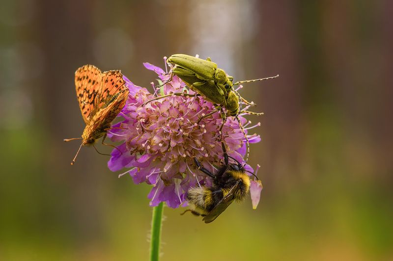 про жизнь в общежитии. Разношерстная компания фото превью