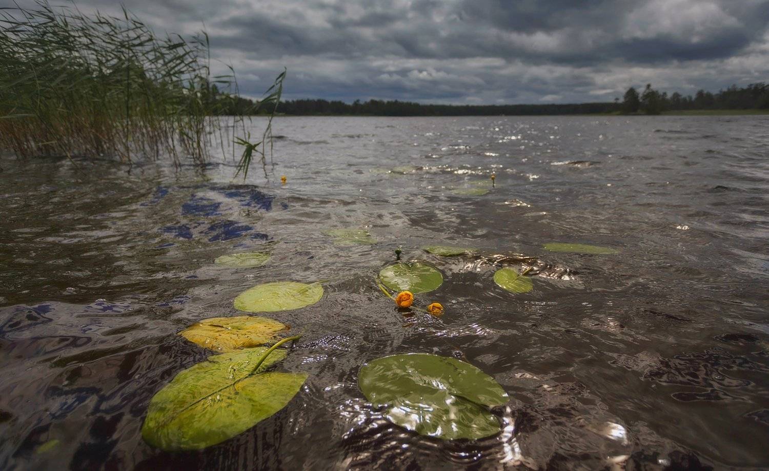питер, приозерск, лето, пейзаж, вуокса, Таня SHE (Aiya)