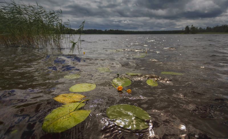 питер, приозерск, лето, пейзаж, вуокса Погода меняется . . . фото превью
