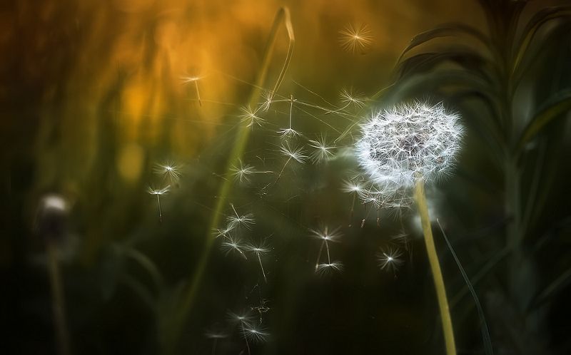 ..улететь... фото превью