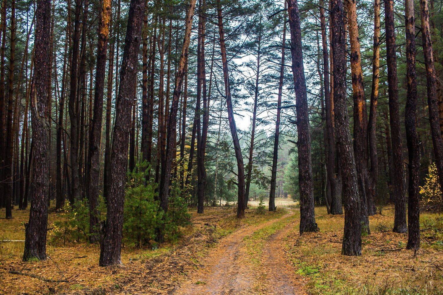 , Руслан Востриков