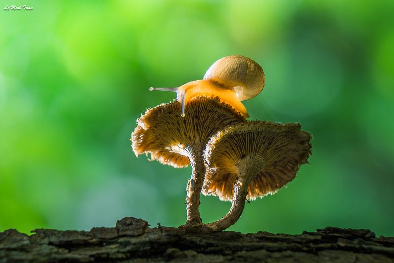 snail Snail фото превью