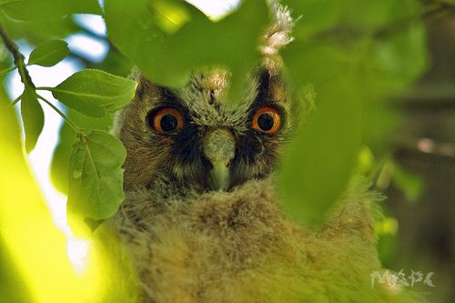 Эти глаза напротив