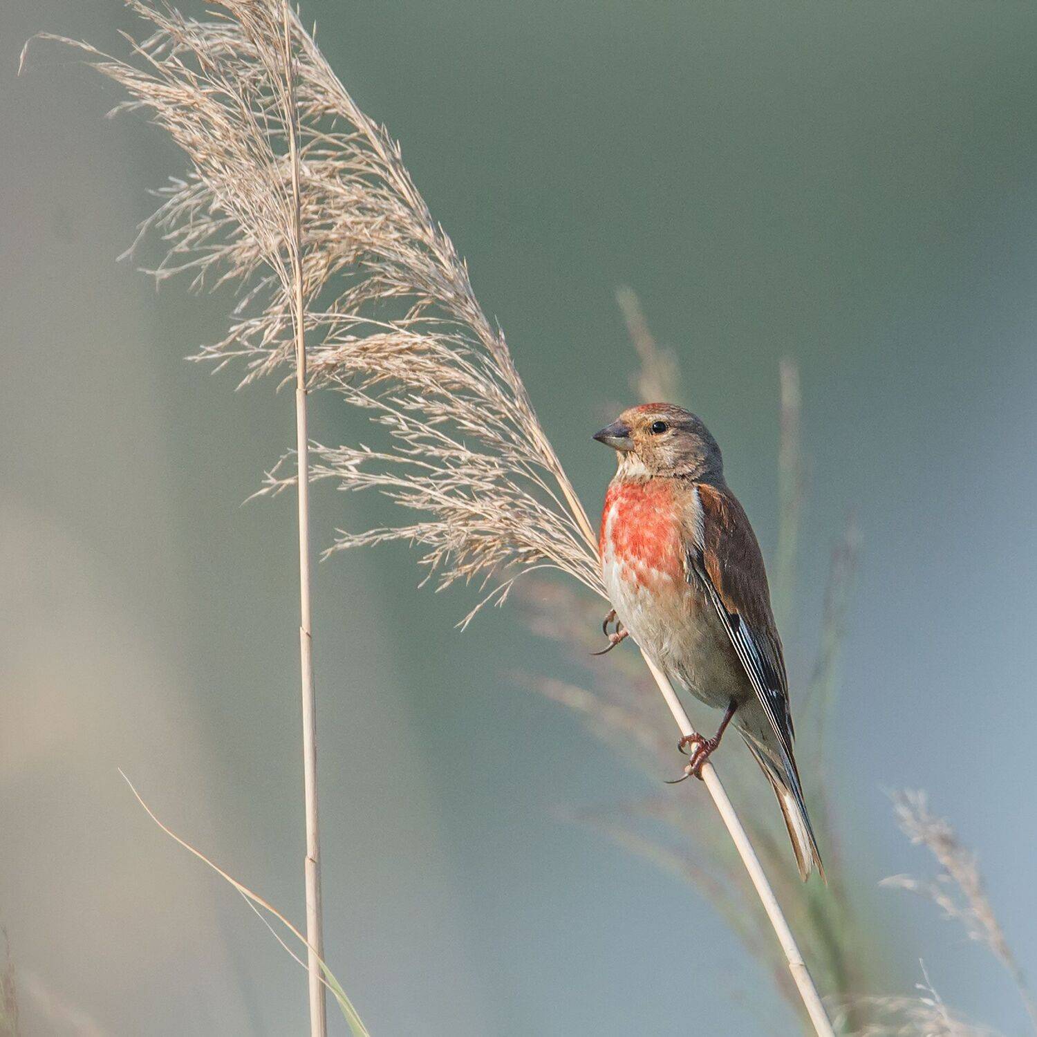 , Arkadiusz Michalak