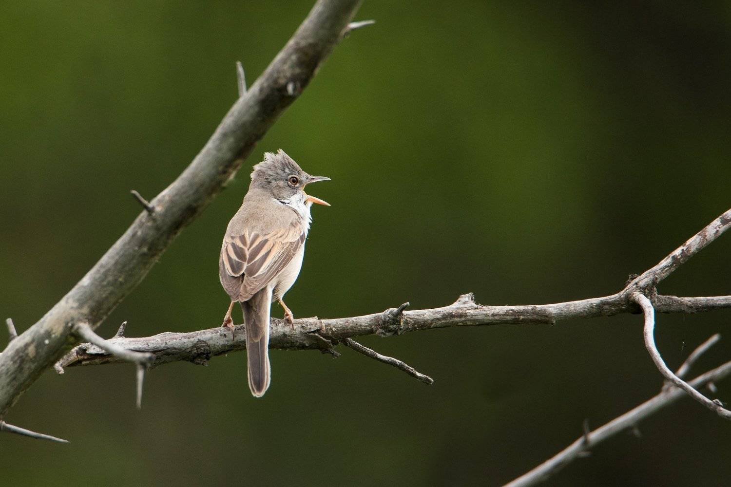 птицы, животные, природа, Цветков Сергей