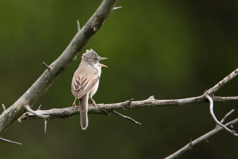 птицы, животные, природа Трель серой славки фото превью