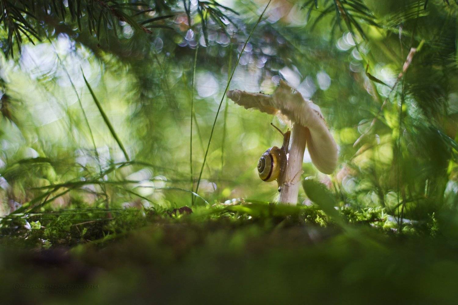 , Grzegorz macrofun Pazdyga