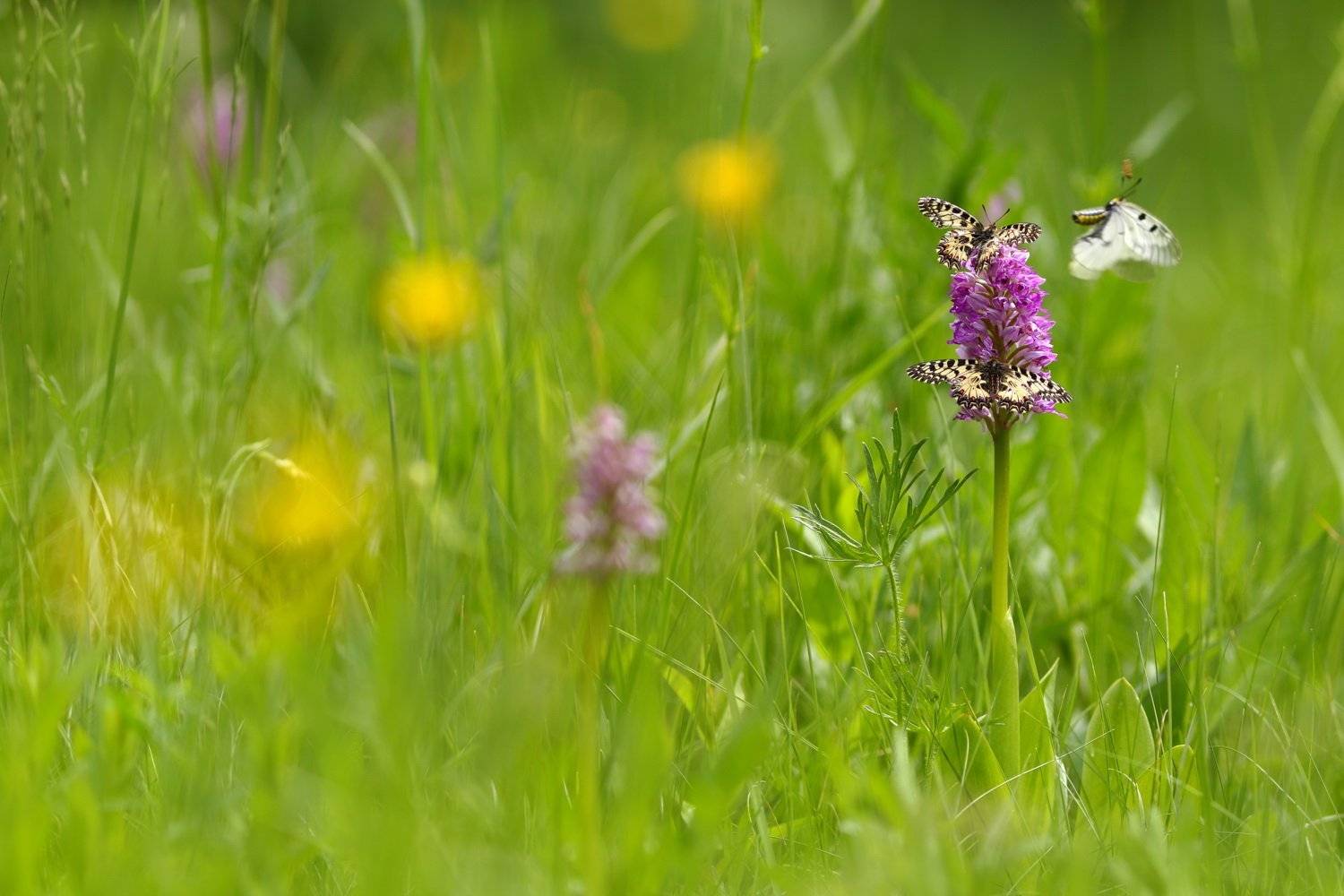 ятрышник, шлемоносный, шлемовидный, orchis, militaris, самарский лес, бабочка, парусник, парнассиус, поликсена, zerynthia, polyxena, мнемозина, parnassius, mnemosyne, Sergii Markov