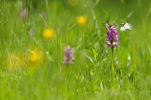 Перед дождем