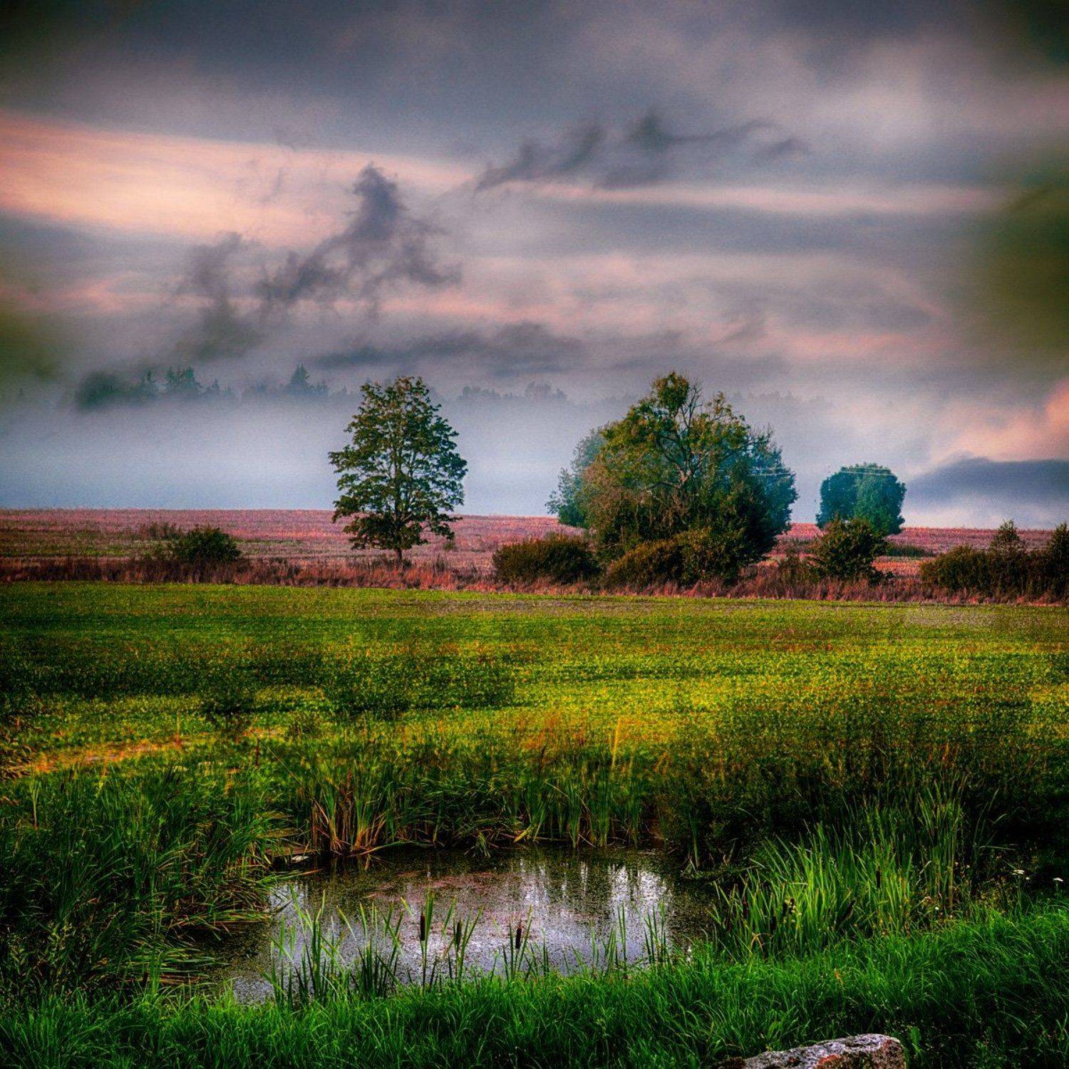 утро, туман, природа, Rimantas Petrikas