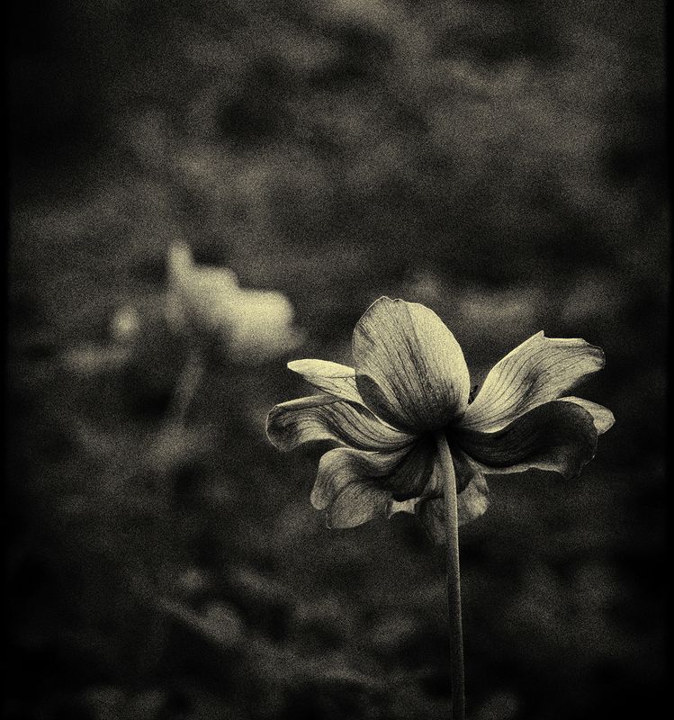 Flower фото превью