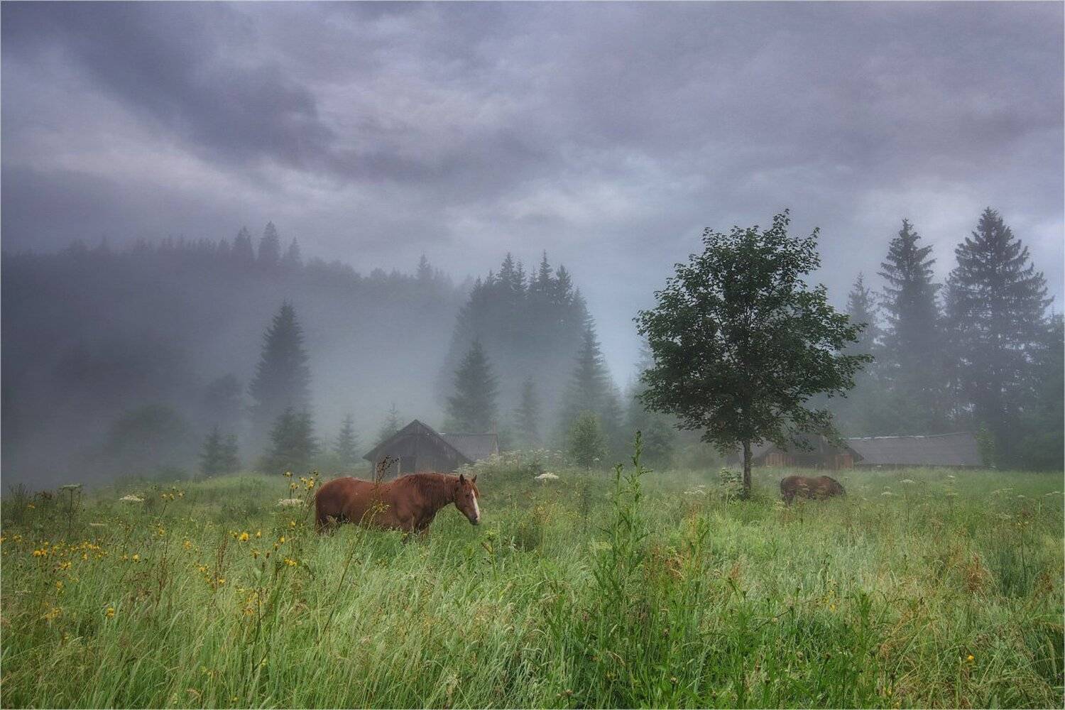 horses, morning, fog, carpathian mountains, Игорь Марценюк