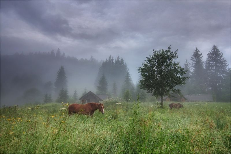 horses, morning, fog, carpathian mountains The horses фото превью