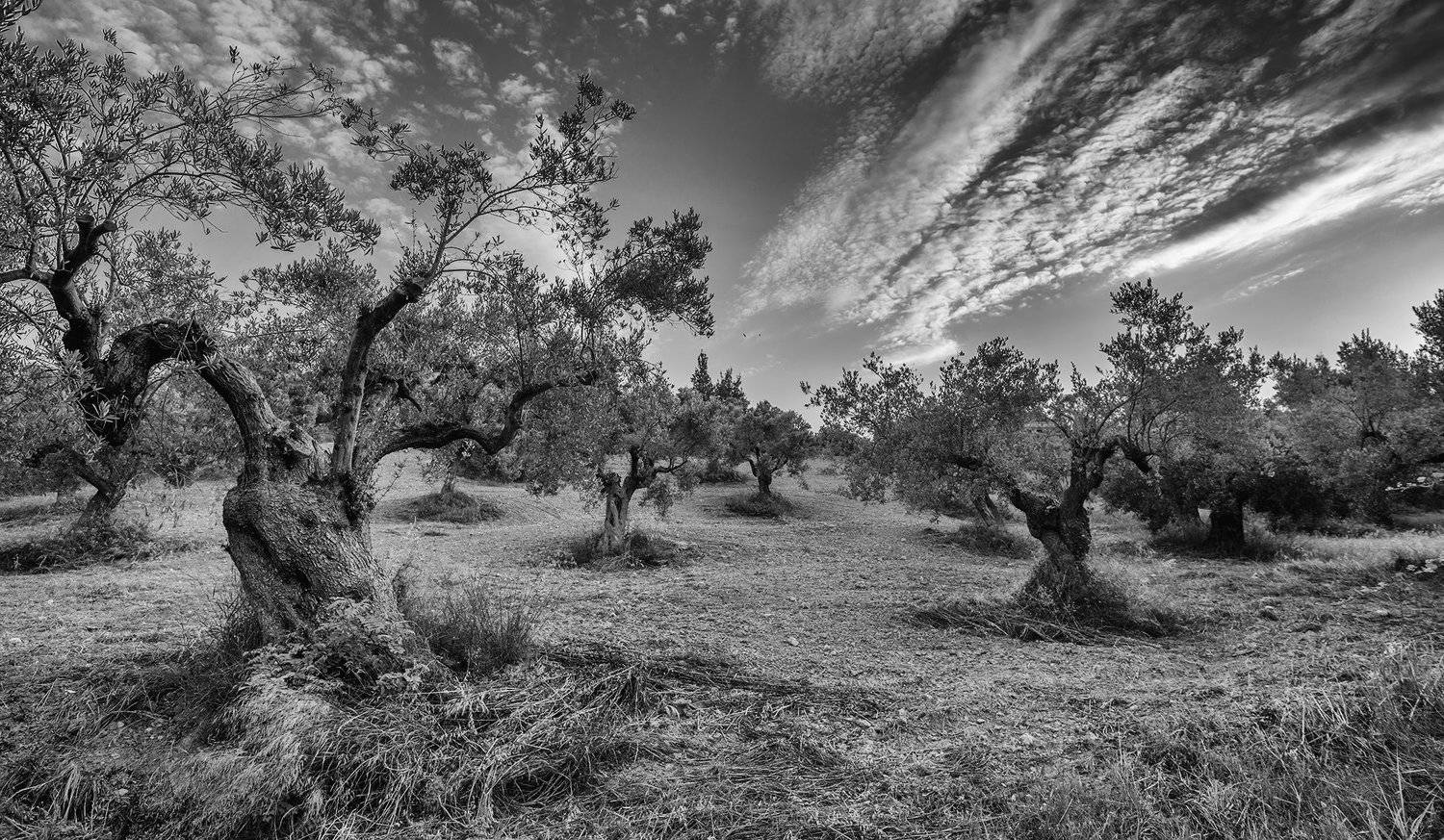 олива гора холм лес, Борис Никитин