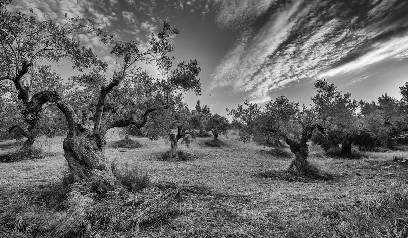 олива гора холм лес Дубы-колдуны... рискованное земледелие в Греции фото превью