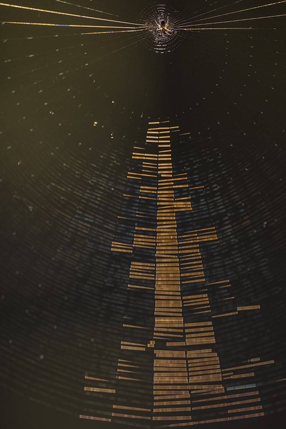 макро, паук, паутина, свет, радиогалактика, воронеж,, Геннадий Мещеряков