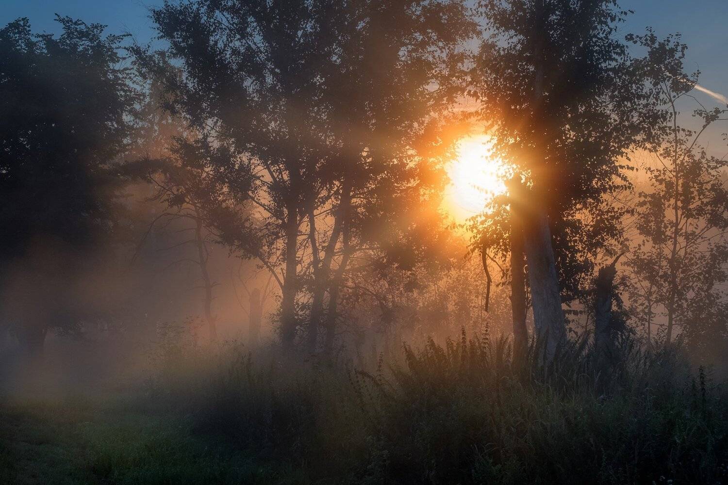 пейзаж, лес, деревья, солнце, туман, ногинск, Андрей Чиж