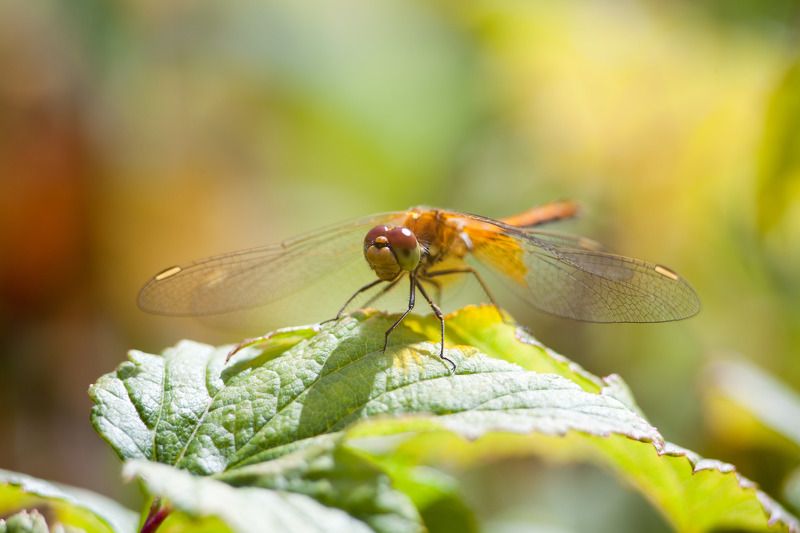 насекомые, стрекоза, животные, лето, сад, цвета, макро дачные стрекозы фото превью