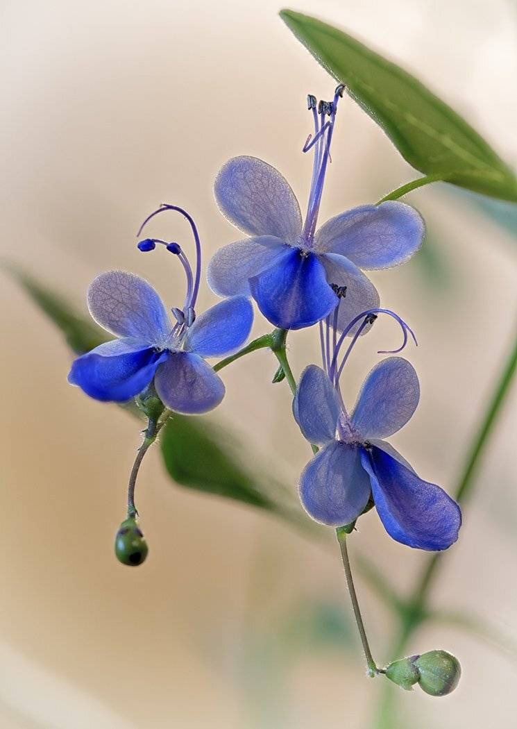 клеродендрум цветы хобби, Евгений Слободской