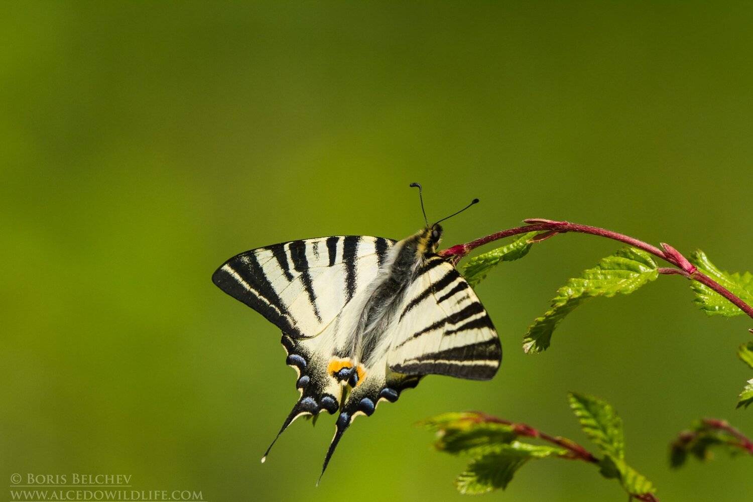 , Борис Белчев