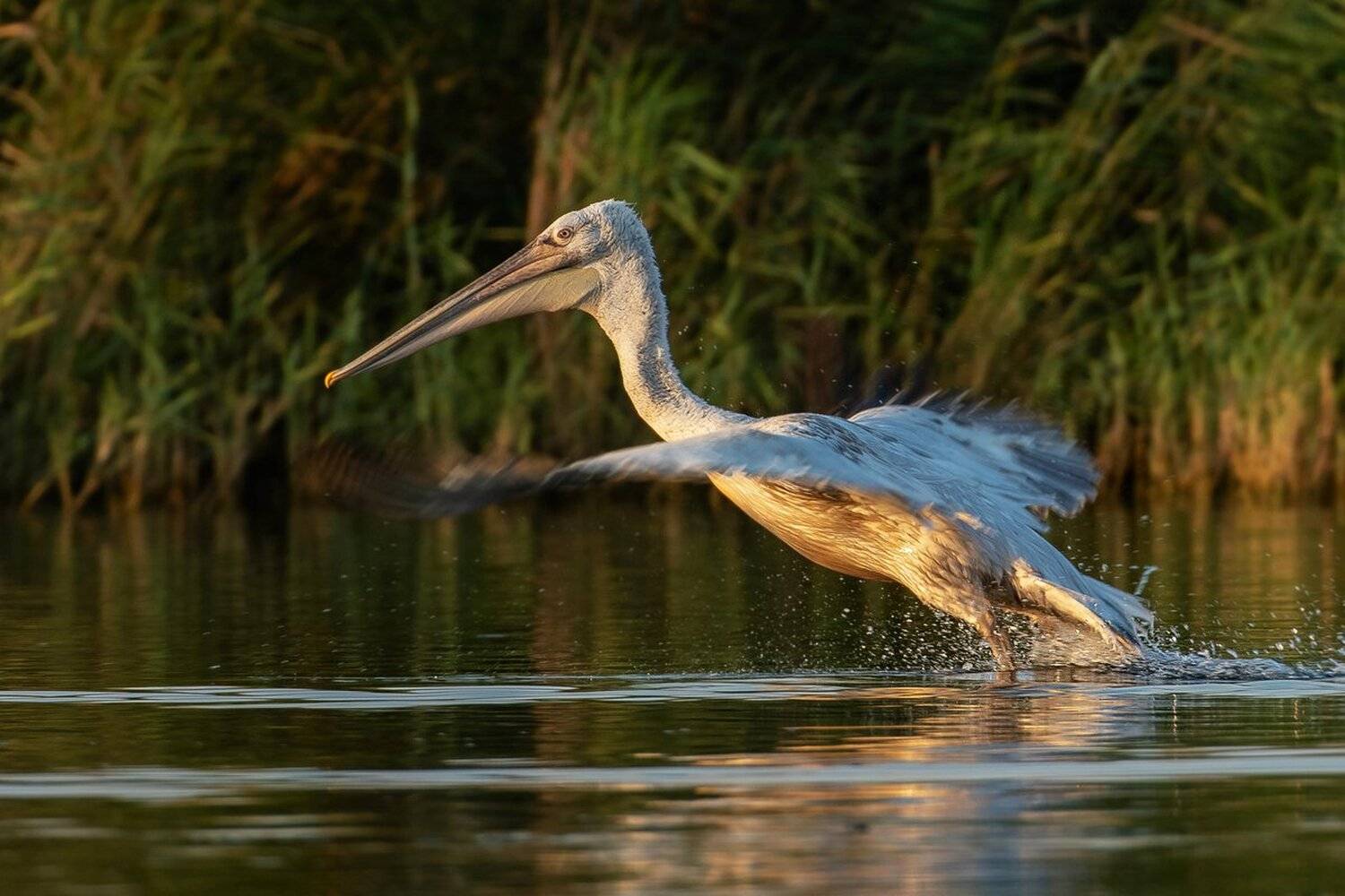 пеликан, Александр Маркелов