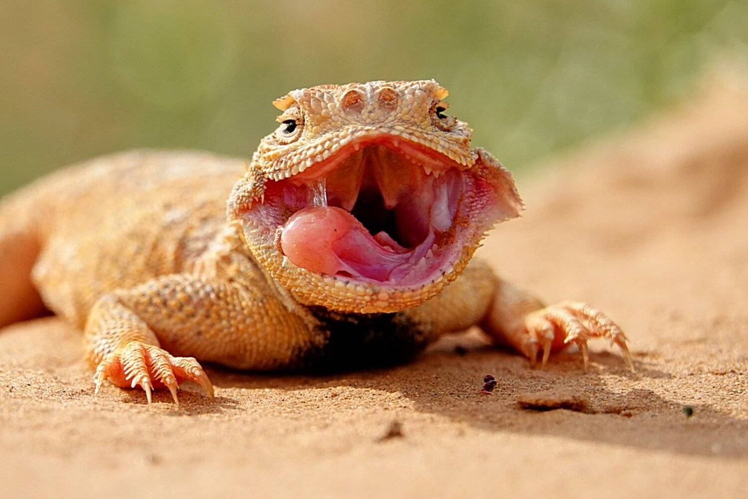 ушастая круглоголовка, Александр Маркелов