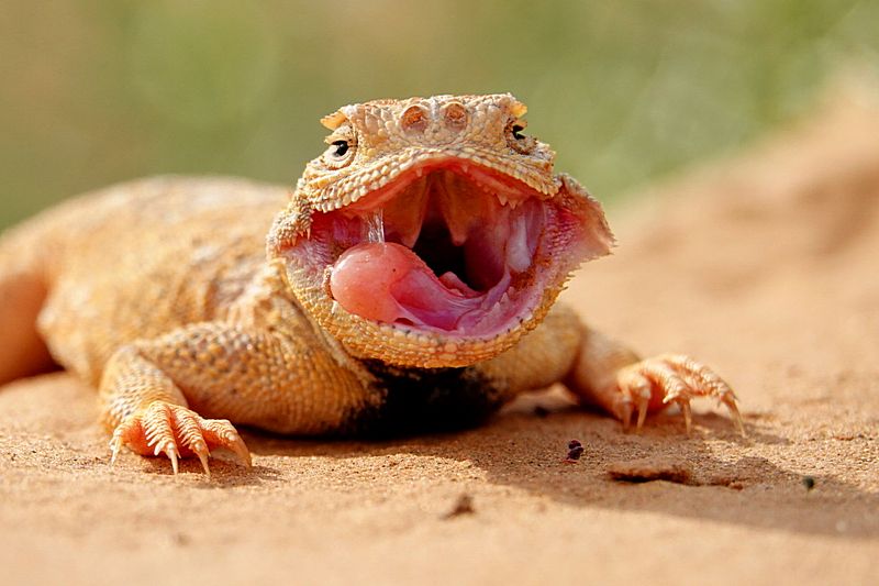 \