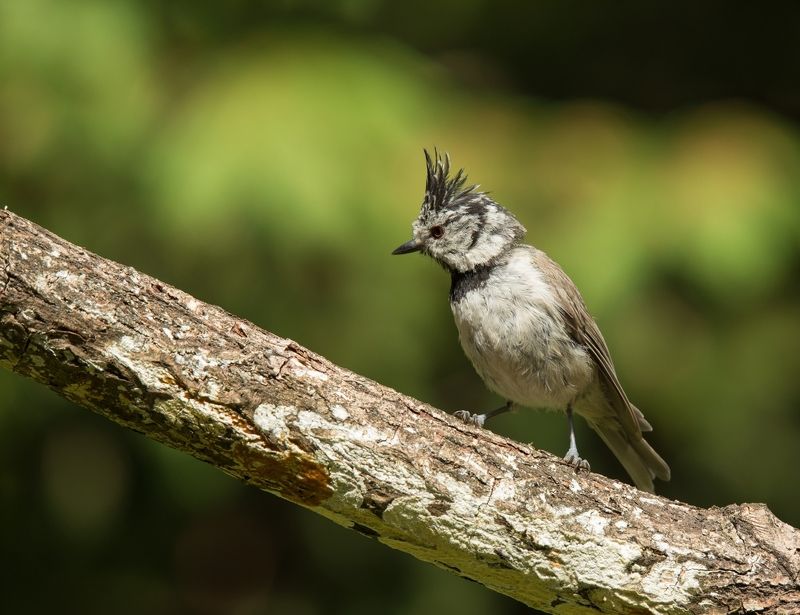 птицы, гренадерка, хохлатая синица, Хохлатая фото превью