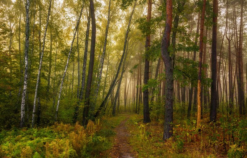 прогулка в лесу фото превью